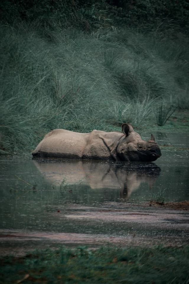 Chitwan Jungle Safari Tour – 2 Nights / 3 Days